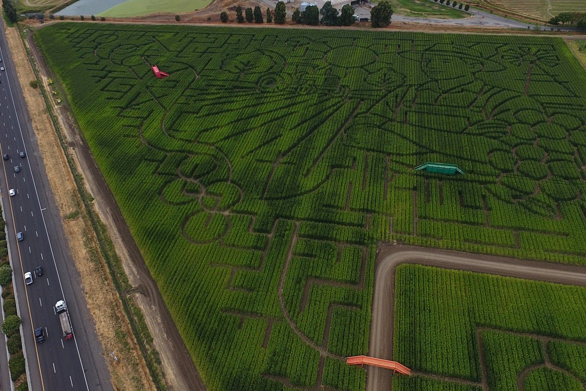 Giant northern California corn's maze letting visitors enjoy to be lost